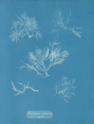 Gelidium corneum var. - Anna Atkins — artwork view