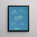Gelidium corneum var. - Anna Atkins — framed artwork on a wall