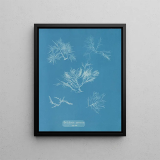 Gelidium corneum var. - Anna Atkins — framed artwork on a wall