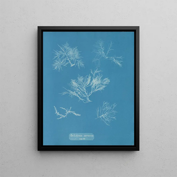 Gelidium corneum var. - Anna Atkins — framed artwork on a wall