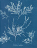 the frost on the nose - Anna Atkins — artwork view
