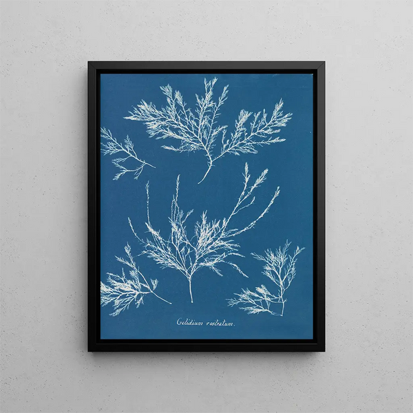 the frost on the nose - Anna Atkins — framed artwork on a wall