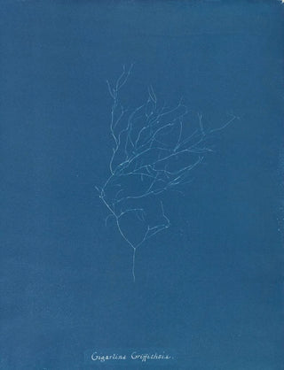 Gigartina Griffithsiae - Anna Atkins — artwork view