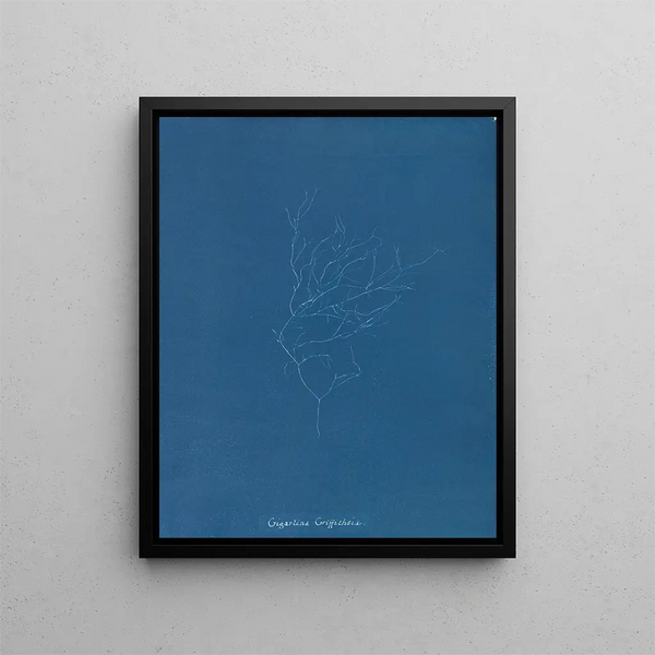 Gigartina Griffithsiae - Anna Atkins — framed artwork on a wall