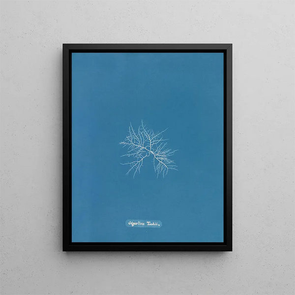C'est à toi - Anna Atkins — framed artwork on a wall