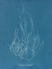 Gigartina acicularis - Anna Atkins | Painting — artwork view
