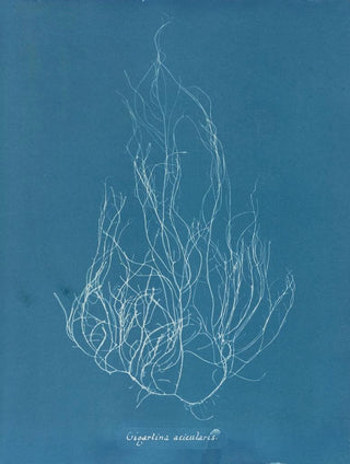 Gigartina acicularis - Anna Atkins | Painting — artwork view