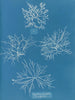Gigartina acicularis with beautiful fruits - Anna Atkins — artwork view