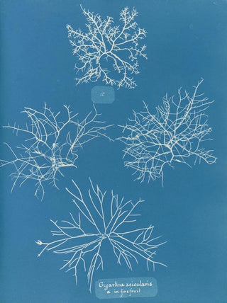Gigartina acicularis with beautiful fruits - Anna Atkins — artwork view