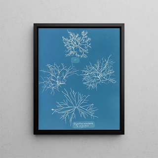 Gigartina acicularis with beautiful fruits - Anna Atkins — framed artwork on a wall