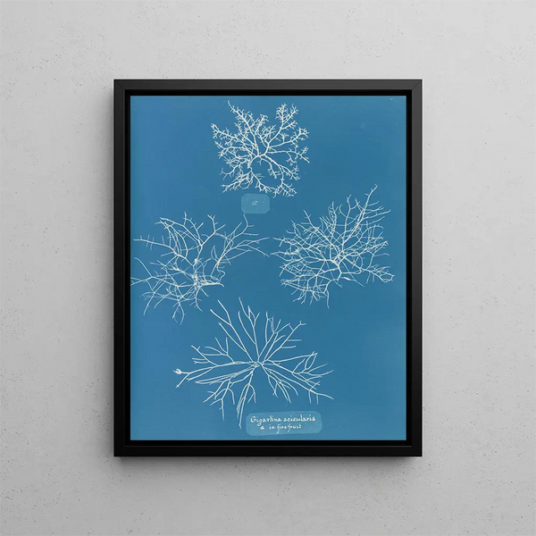 Gigartina acicularis with beautiful fruits - Anna Atkins — framed artwork on a wall