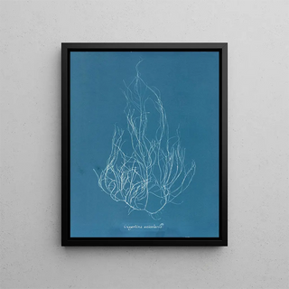 Gigartina acicularis - Anna Atkins | Painting — framed artwork on a wall