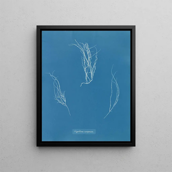 Compressed Painting Gigartina - Anna Atkins — framed artwork on a wall