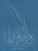 Gigartina confervoides - Anna Atkins — artwork view