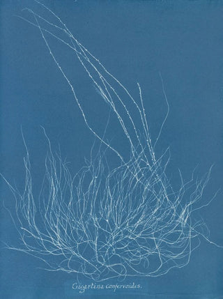 Gigartina confervoides - Anna Atkins — artwork view