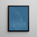 Gigartina confervoides - Anna Atkins — framed artwork on a wall
