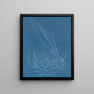 Gigartina confervoides - Anna Atkins — framed artwork on a wall