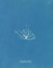 Gigartina erecta - Anna Atkins — artwork view