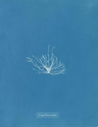 Gigartina erecta - Anna Atkins — artwork view