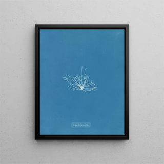 Gigartina erecta - Anna Atkins — framed artwork on a wall