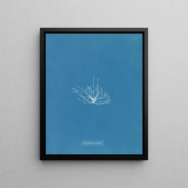 Gigartina erecta - Anna Atkins — framed artwork on a wall