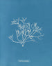 Gigartina pistillata - Anna Atkins | Painting — artwork view
