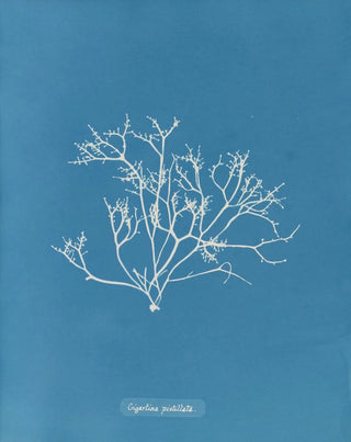 Gigartina pistillata - Anna Atkins | Painting — artwork view
