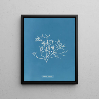 Gigartina pistillata - Anna Atkins | Painting — framed artwork on a wall