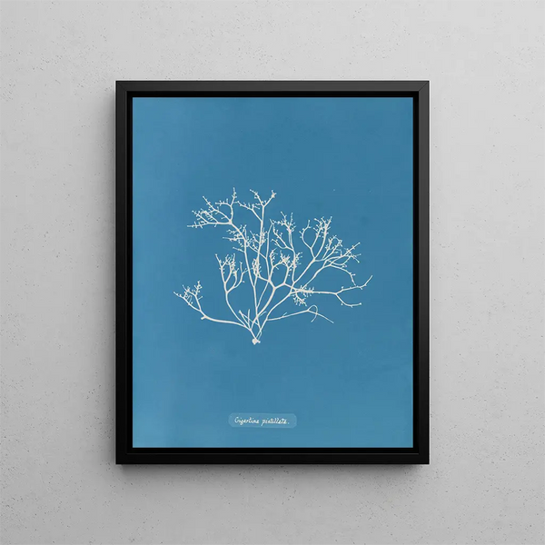 Gigartina pistillata - Anna Atkins | Painting — framed artwork on a wall
