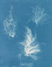 Gigartina pliée - Anna Atkins — artwork view