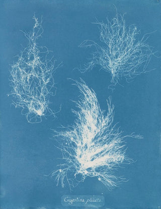 Gigartina pliée - Anna Atkins — artwork view
