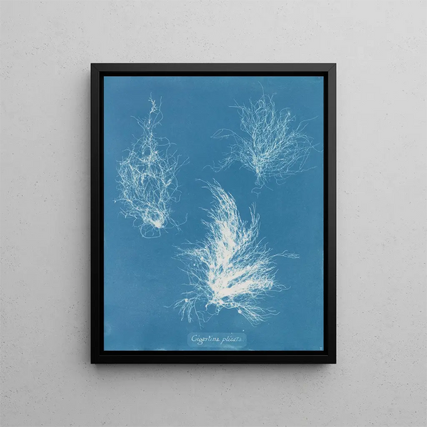 Gigartina pliée - Anna Atkins — framed artwork on a wall