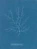 Gigartina purpurascens - Anna Atkins — artwork view