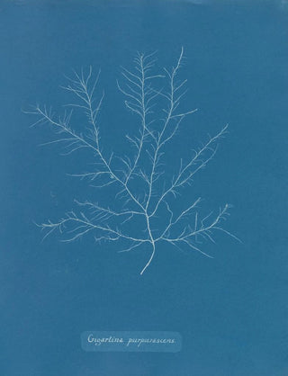 Gigartina purpurascens - Anna Atkins — artwork view