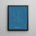 Gigartina purpurascens - Anna Atkins — framed artwork on a wall