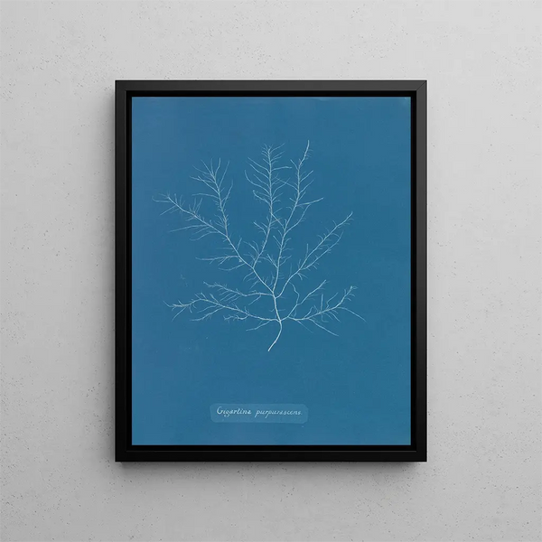 Gigartina purpurascens - Anna Atkins — framed artwork on a wall