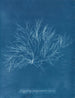 Rose violette géante en fruit - Anna Atkins — artwork view
