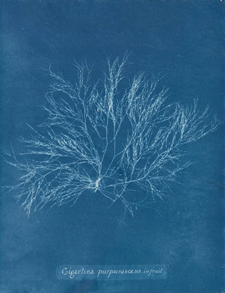 Rose violette géante en fruit - Anna Atkins — artwork view