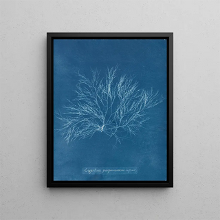 Rose violette géante en fruit - Anna Atkins — framed artwork on a wall