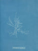 Gloiosiphonia capillaris - Anna Atkins — artwork view