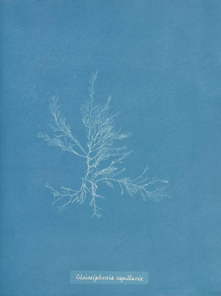 Gloiosiphonia capillaris - Anna Atkins — artwork view