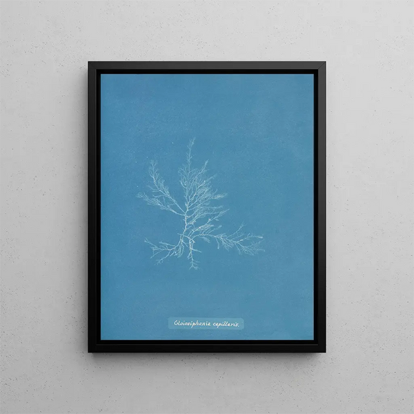 Gloiosiphonia capillaris - Anna Atkins — framed artwork on a wall