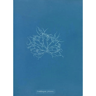 Grateloupia filicina - Anna Atkins — artwork view