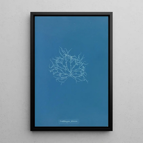 Grateloupia filicina - Anna Atkins — framed artwork on a wall