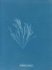 Griffithsia corallina - Anna Atkins — artwork view