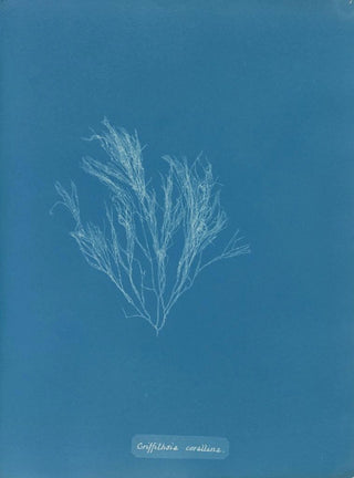 Griffithsia corallina - Anna Atkins — artwork view