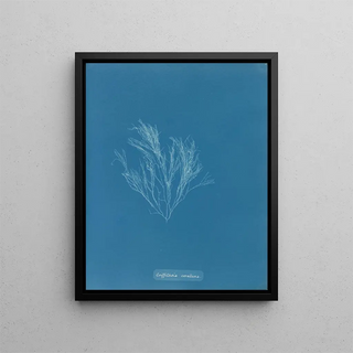 Griffithsia corallina - Anna Atkins — framed artwork on a wall