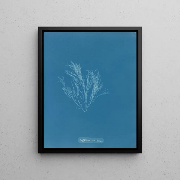 Griffithsia corallina - Anna Atkins — framed artwork on a wall