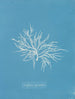Griffithsia equisetifolia - Anna Atkins — artwork view