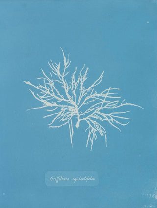 Griffithsia equisetifolia - Anna Atkins — artwork view